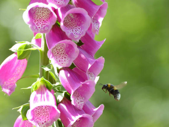 Sustentabilidade no Pomar: Um Compromisso para o Futuro - inspiração 1