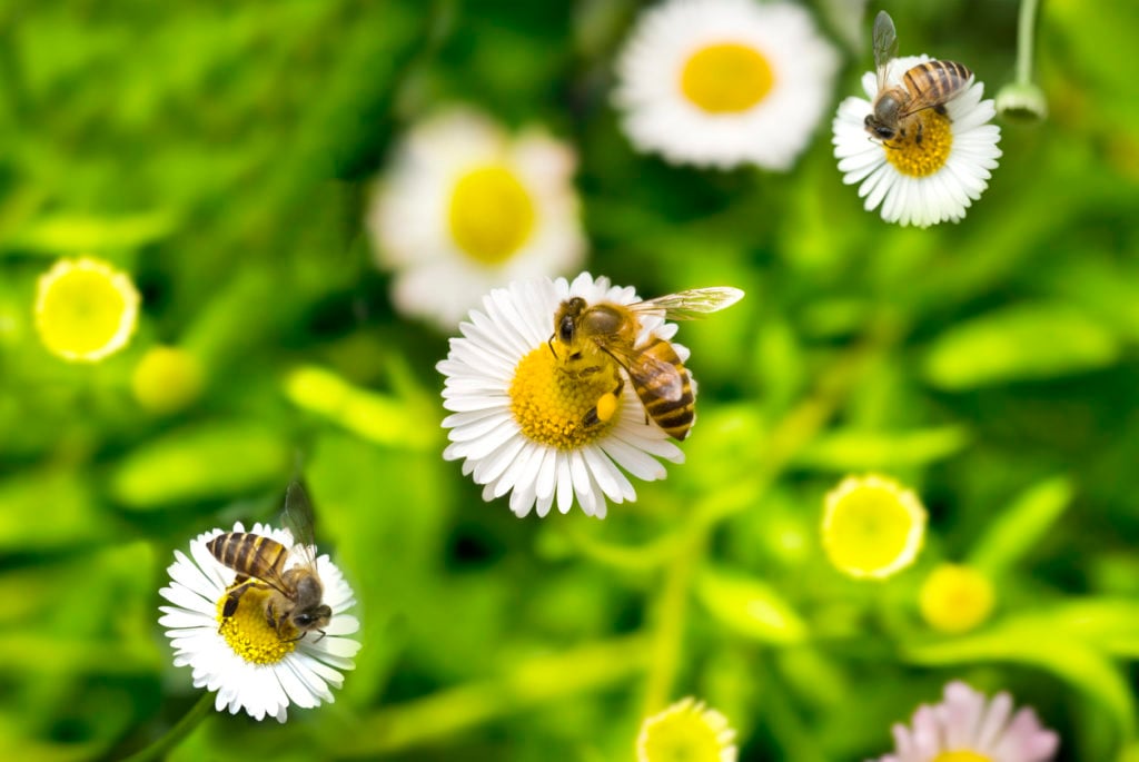 O Poder das Flores Nativas: Um Banquete para Abelhas - inspiração 2