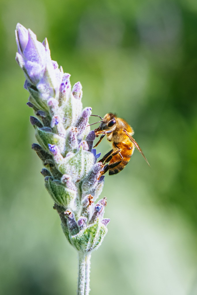Manejo do Solo: Nutrição e Bem-Estar das Abelhas - inspiração 1