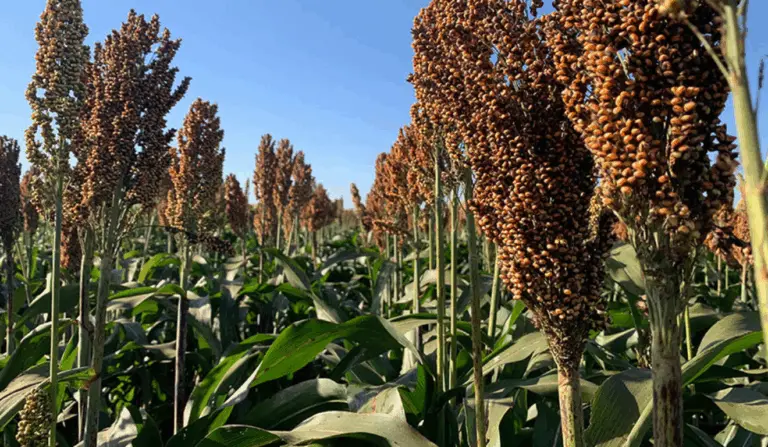 Frequência da Adubação: Com Que Regularidade Usar Ureia - inspiração 1