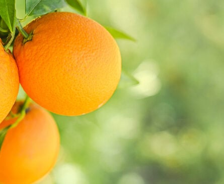 Ureia e Outros Nutrientes: Criando um Plano Completo - inspiração 2