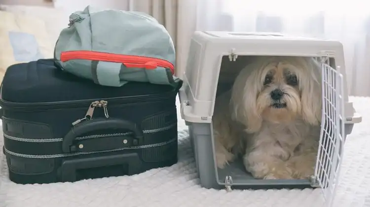 Documentação Necessária: O que não pode faltar na sua mala (e na do pet!) - inspiração 2