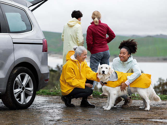 Transporte Seguro: Escolhendo a caixa de transporte ou cinto de segurança ideal - inspiração 2