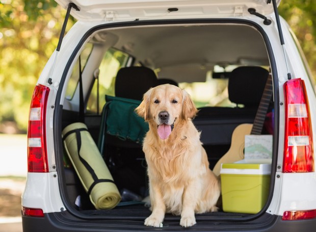 Alimentação e Hidratação: Mantendo seu pet bem nutrido e hidratado durante o trajeto - inspiração 1