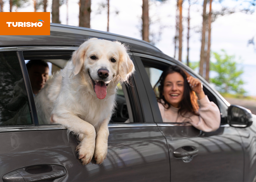 Paradas Estratégicas: Onde e quando seu pet pode relaxar e fazer suas necessidades - inspiração 1