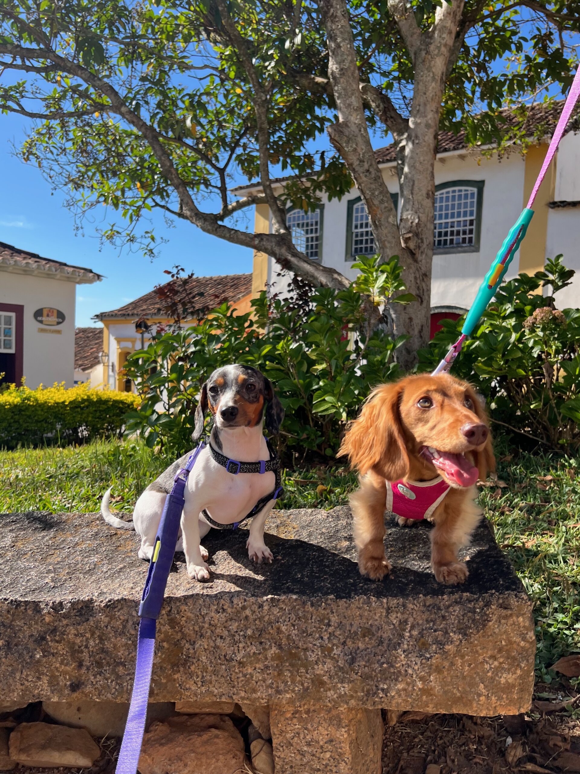 Paradas Estratégicas: Onde e quando seu pet pode relaxar e fazer suas necessidades - inspiração 2