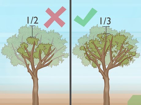O Que Fazer com os Galhos Removidos? Aproveitando ao Máximo - inspiração 2