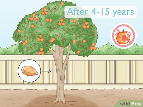 Poda de Frutificação: Equilibrando Tamanho e Produção - inspiração 2