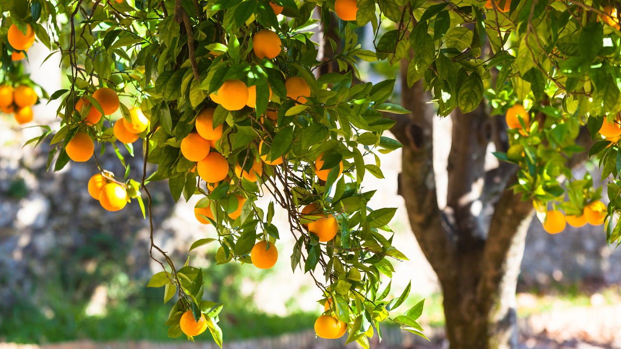 O Papel da Adubação no Controle do Tamanho - inspiração 1