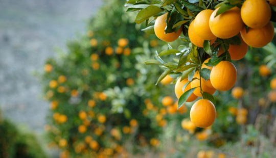 Pragas e Doenças: Como Elas Afetam e Podem Ser Controladas - inspiração 2