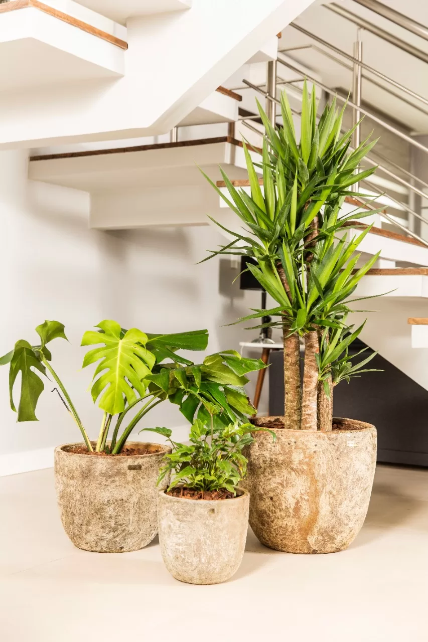 Moderno Geométrico: Vasos com Formas Assimétricas e Linhas Limpas - inspiração 2