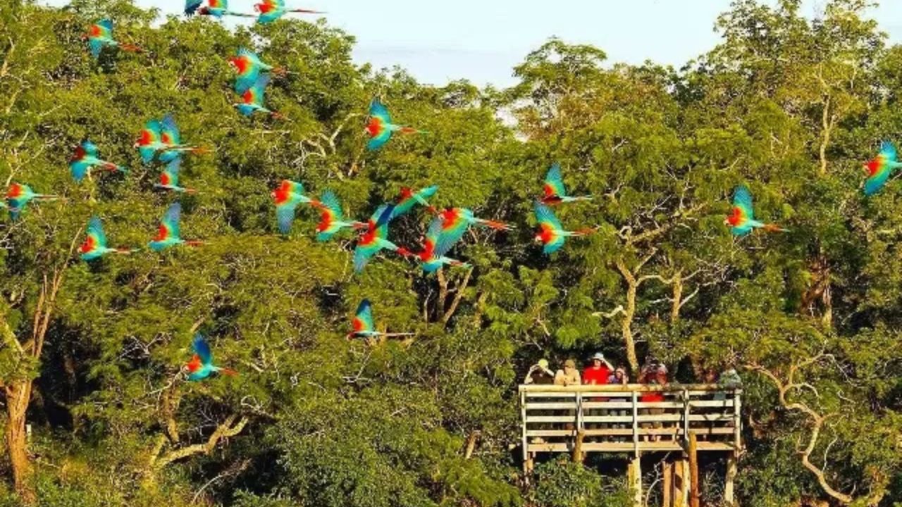 Pantanal: Santuário de Aves de Grandes Porte - inspiração 1