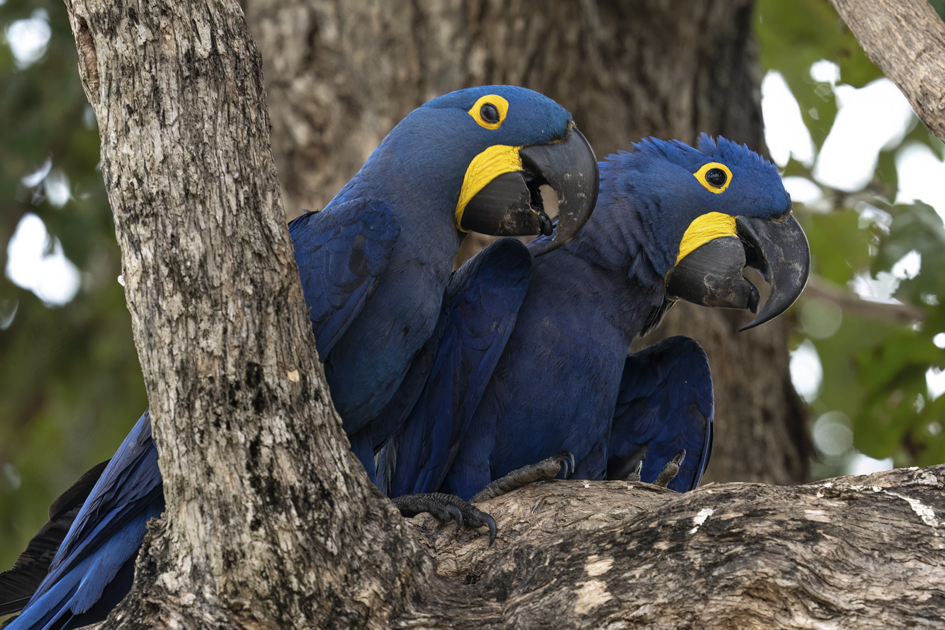 Pantanal: Santuário de Aves de Grandes Porte - inspiração 2