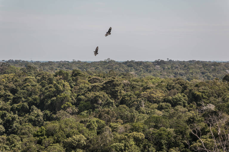 Região de Bonito: Águas Claras e Aves Aquáticas - inspiração 1