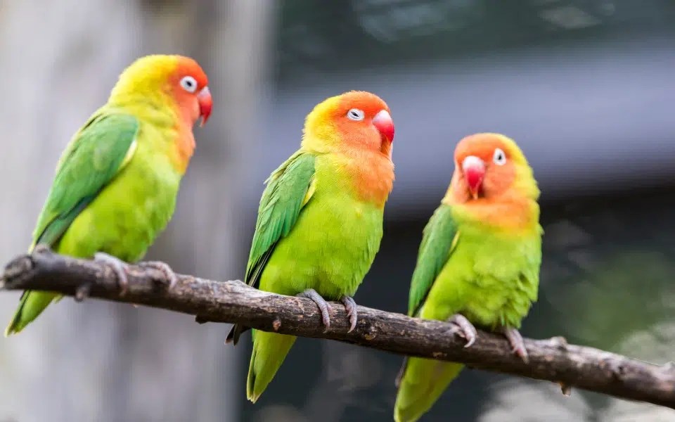 Região de Bonito: Águas Claras e Aves Aquáticas - inspiração 2