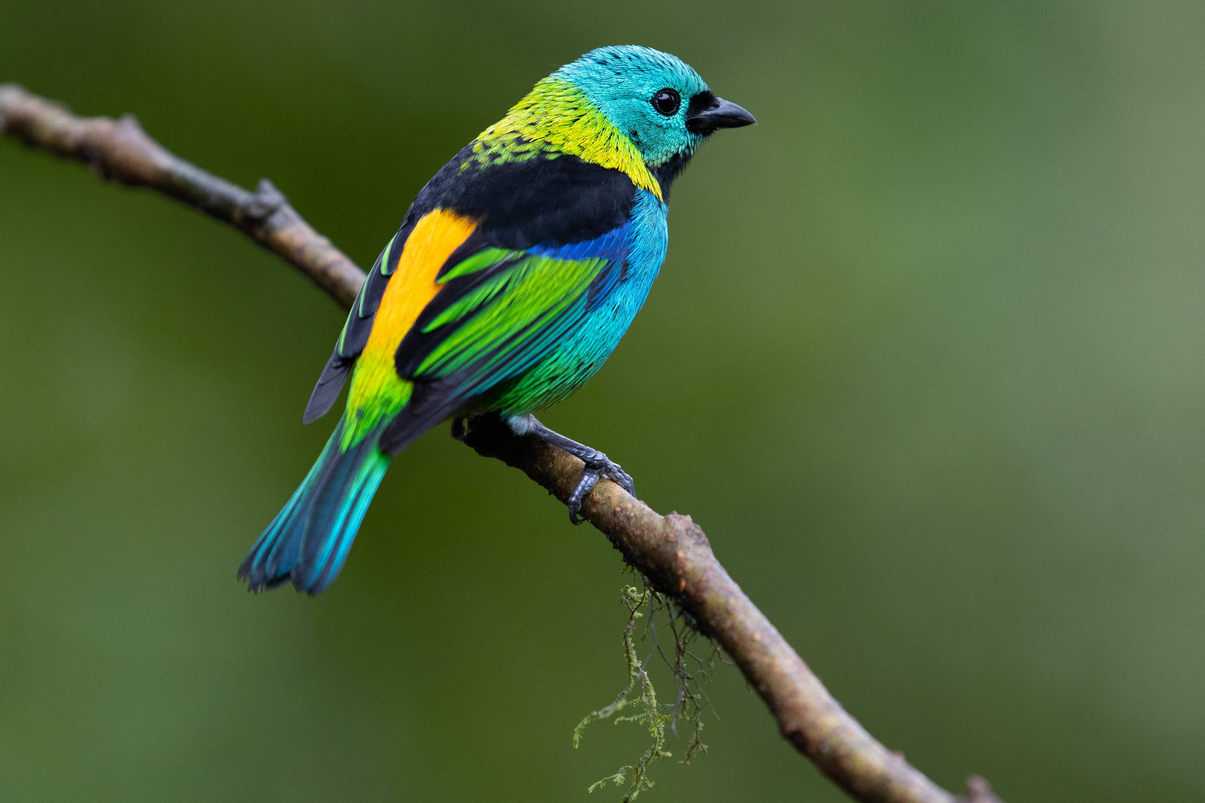 Amazônia: Biodiversidade Aérea Inigualável - inspiração 1