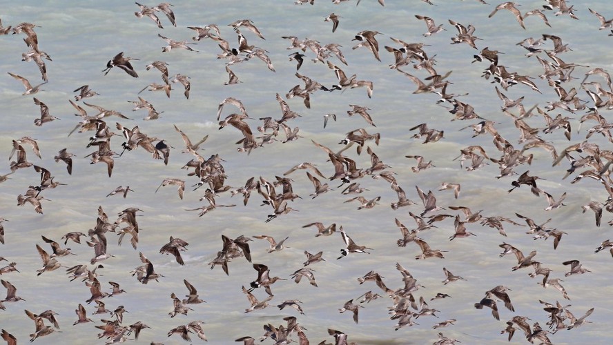 Mata Atlântica: Tesouros Escondidos e Endêmicos - inspiração 2