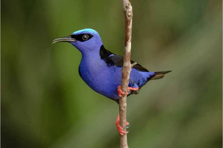 Região Sul: Encontros com Aves Migratórias e Nativas - inspiração 1