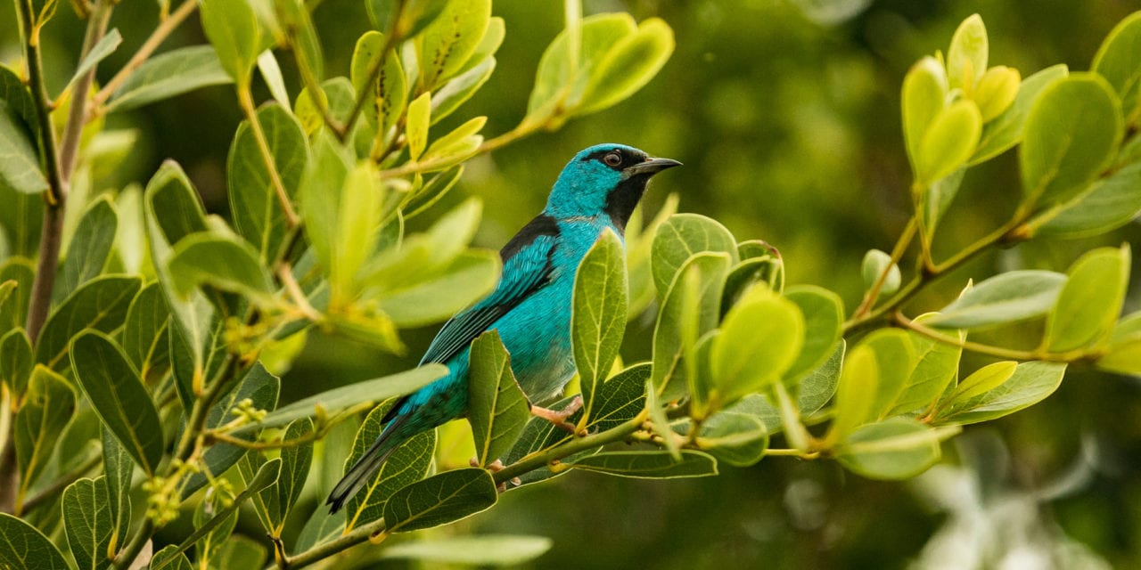 Região Sul: Encontros com Aves Migratórias e Nativas - inspiração 2
