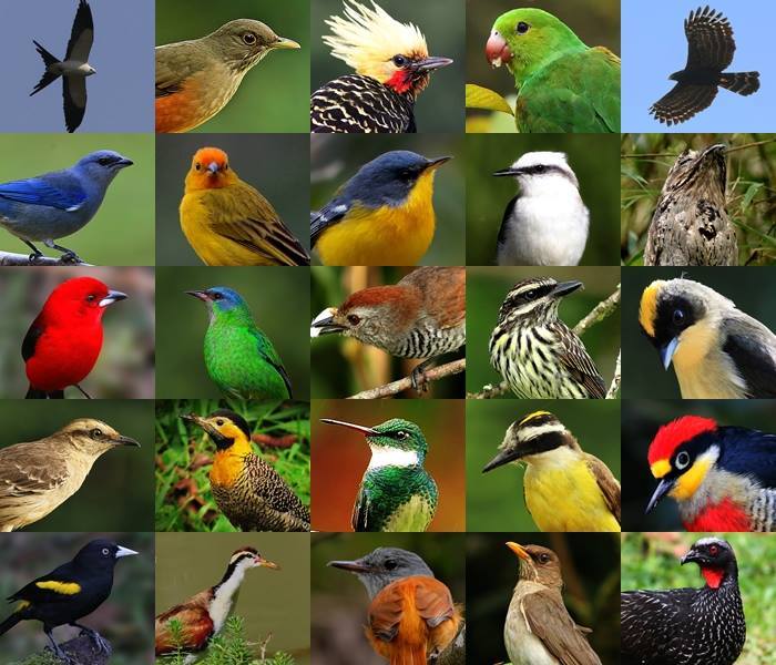 Parque Nacional da Chapada Diamantina: Vistas Aéreas e Habitats Diversificados - inspiração 2