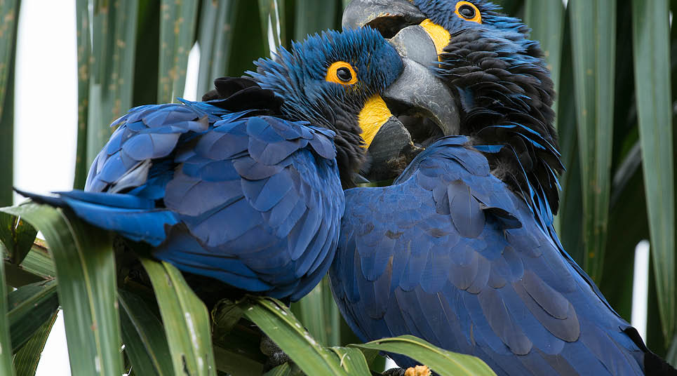 Ilha do Mel: Um Refúgio Costeiro para Aves Marinhas e Migratórias - inspiração 2