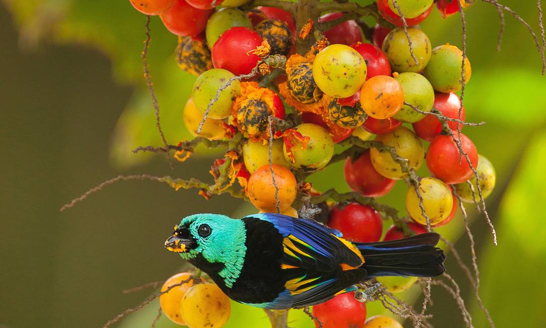 Parque Nacional do Iguaçu: Um Cenário Exuberante para Observação - inspiração 1