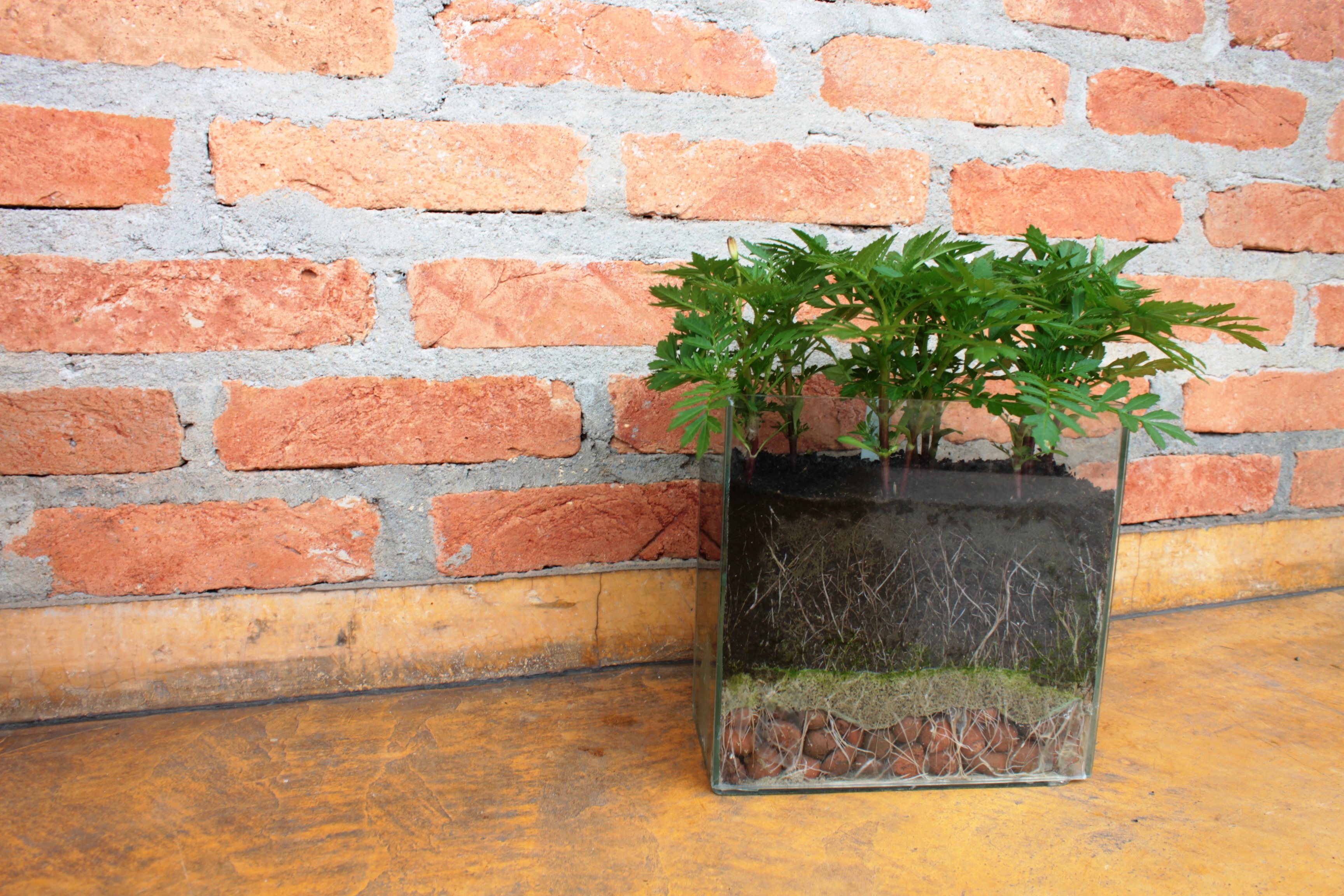 Por que a drenagem é o superpoder da sua laranjeira em vaso - inspiração 2