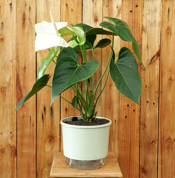 A importância da escolha do substrato certo para a drenagem - inspiração 2