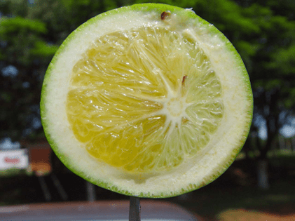 Como a Ausência de Flores e Frutos Pode Indicar Greening - inspiração 2