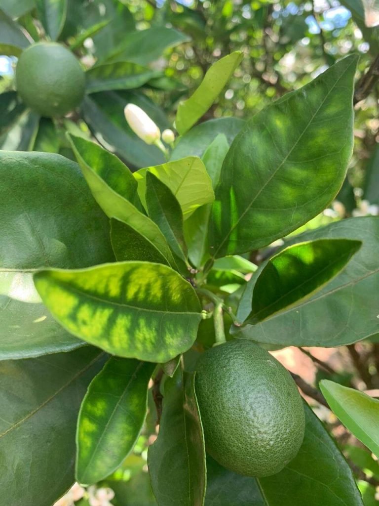 Manchas Escuras e Pontuações nas Folhas - inspiração 1