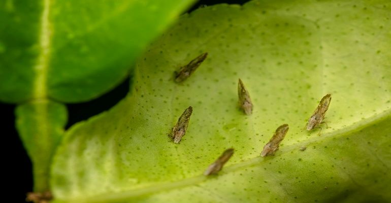 A Lenta Progressão dos Sintomas Visíveis - inspiração 2