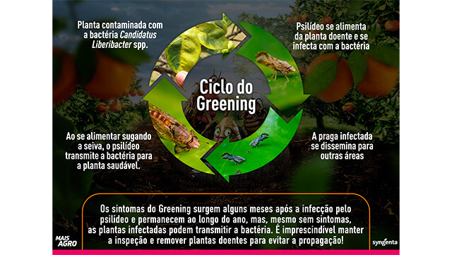 A Importância da Observação Constante das Folhas Jovens - inspiração 1