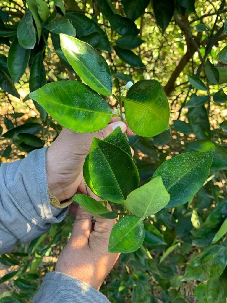 A Importância da Observação Constante das Folhas Jovens - inspiração 2