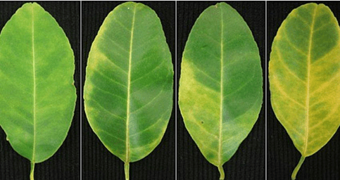 Detectando Alterações na Textura e Cor da Casca do Fruto - inspiração 1