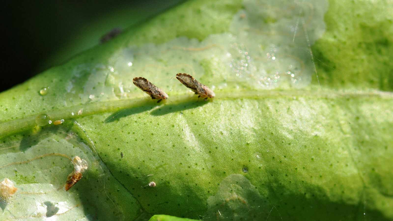 O Impacto da Doença no Desenvolvimento Geral da Planta - inspiração 2