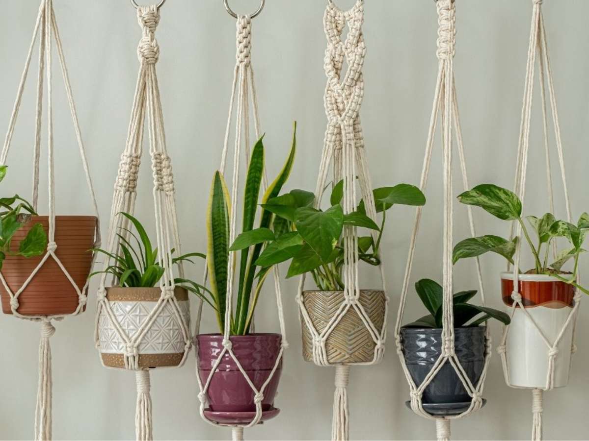 Adaptação para Diferentes Plantas e Ambientes - inspiração 2