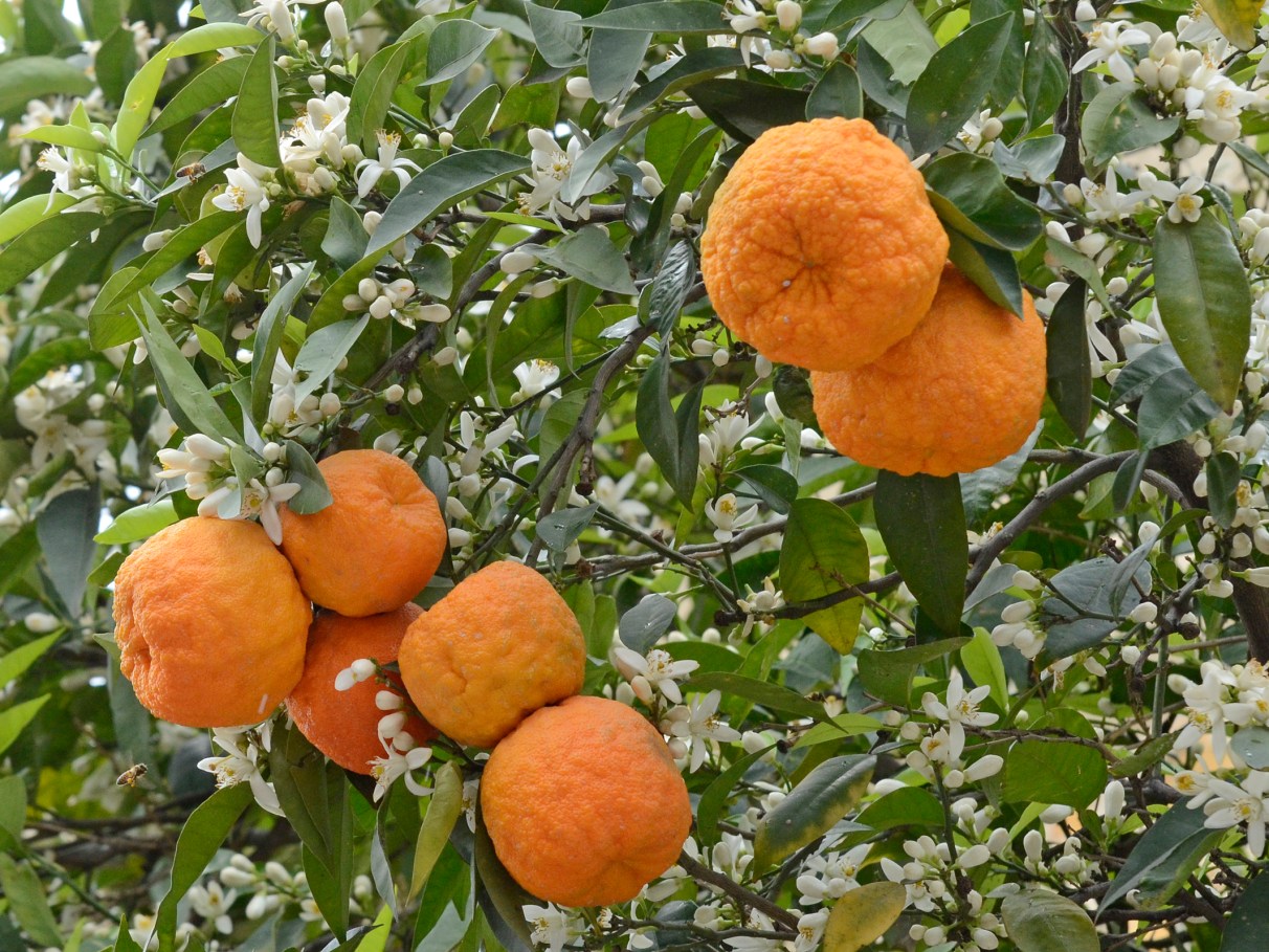 Controle do Açúcar no Sangue: Aliada Para Diabéticos e Pré-Diabéticos - inspiração 1