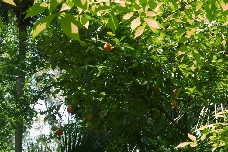 Ação Anti-inflamatória: Menos Dores e Mais Vitalidade - inspiração 2