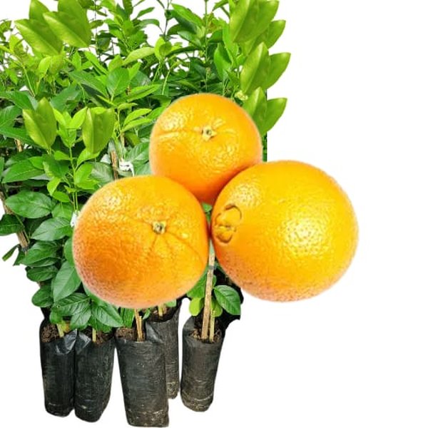 Como a Laranja Bahia de Umbigo Pode Turbinar Sua Imunidade? - inspiração 2