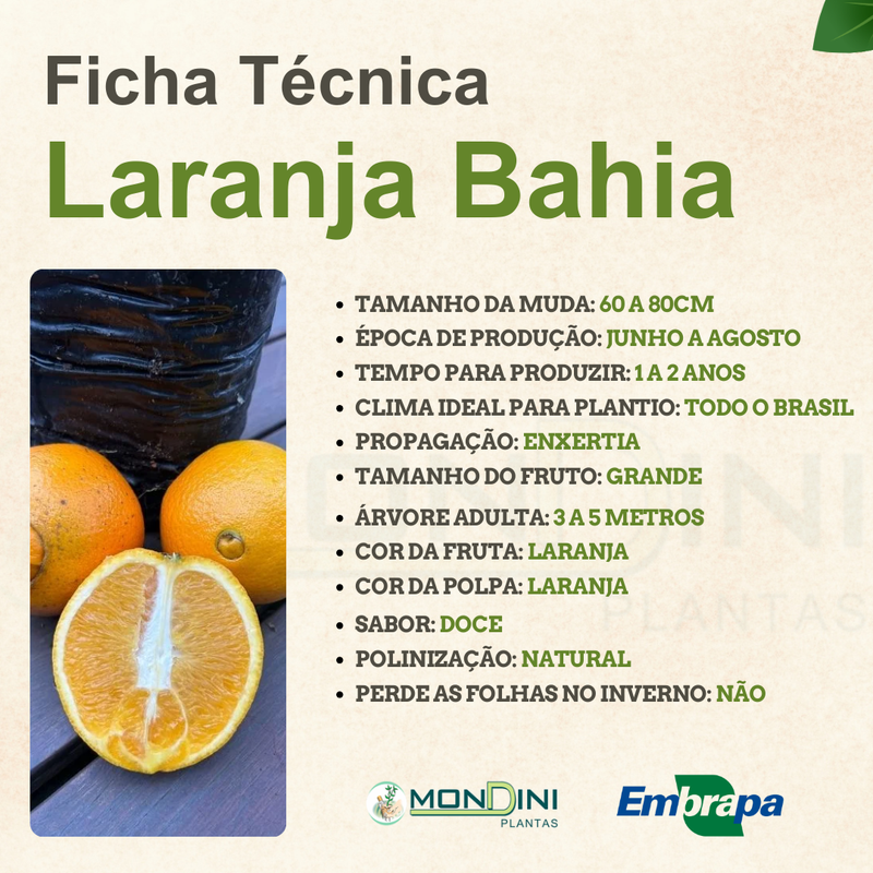 Da Horta para a Mesa: A Jornada da Laranja Bahia de Umbigo Fresca - inspiração 2