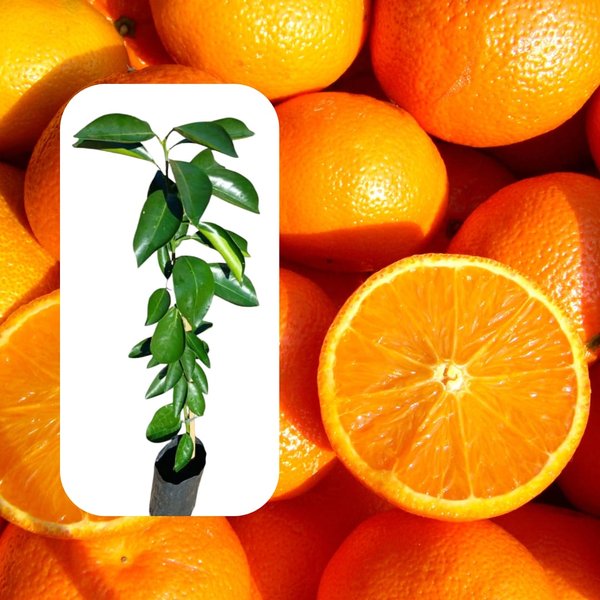 Segredos da Laranja Bahia para uma Pele Radiante e Saudável - inspiração 2