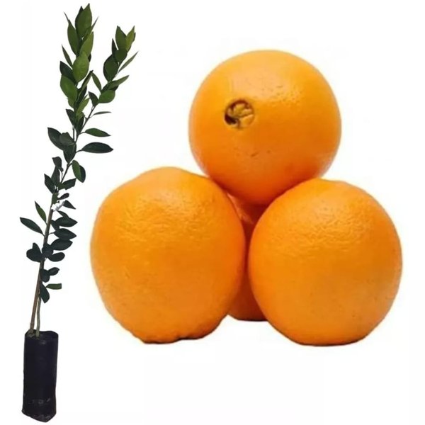 Redescobrindo o Sabor: Variações Criativas com a Laranja Bahia - inspiração 2