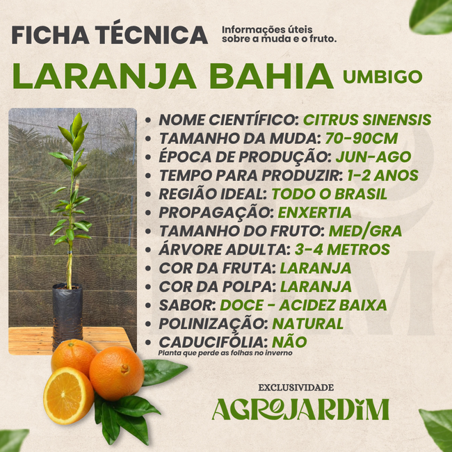 Benefícios Nutricionais da Laranja Bahia: Mais do que Você Imagina - inspiração 1