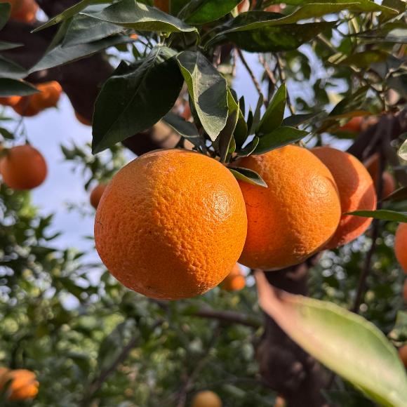 Benefícios Nutricionais da Laranja Bahia: Mais do que Você Imagina - inspiração 2