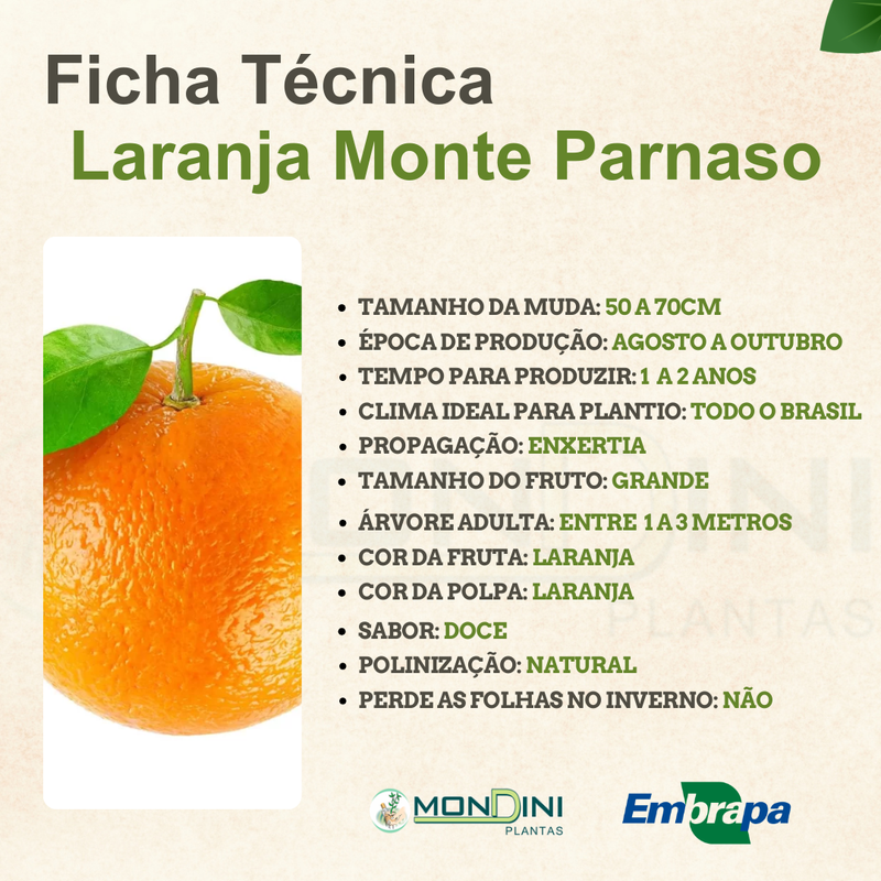 A Laranja Bahia de Umbigo e a Prevenção de Doenças Crônicas - inspiração 1