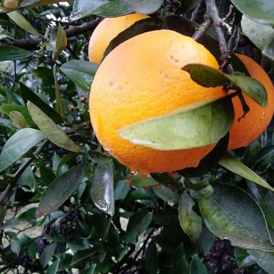 A Laranja Bahia de Umbigo e a Prevenção de Doenças Crônicas - inspiração 2