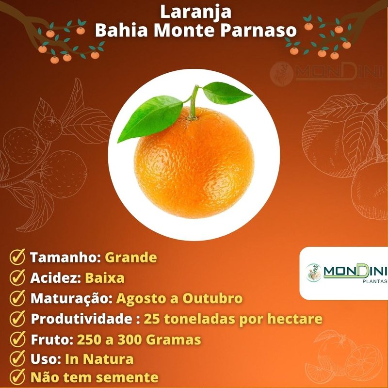 Além do Suco: Usos Inesperados da Laranja Bahia na sua Rotina - inspiração 1