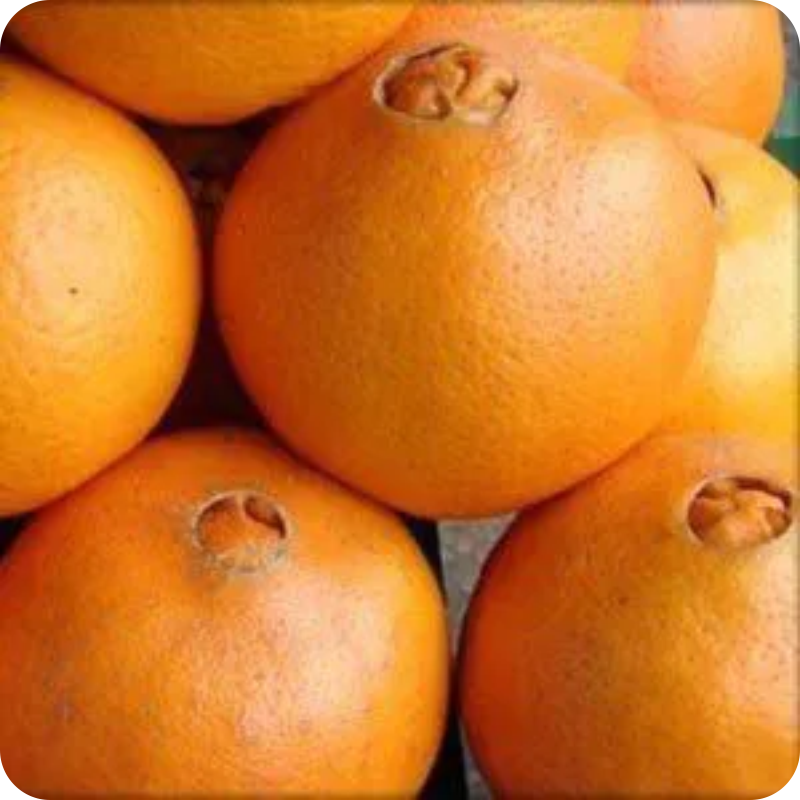 Aroma e Intensidade: Um Olfato que Diz Tudo - inspiração 2