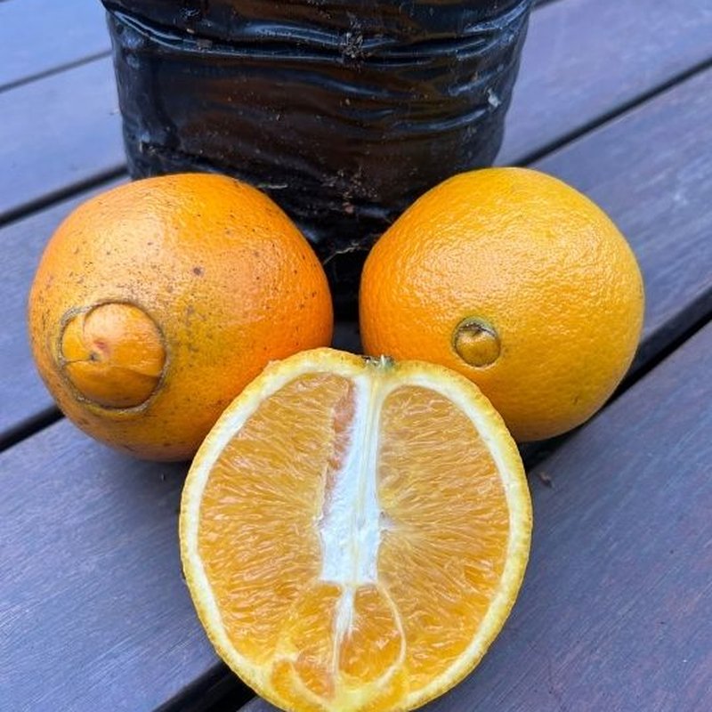 Versatilidade na Cozinha: Qual Se Adapta Melhor às Suas Receitas? - inspiração 1