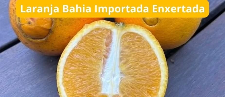 Valor Nutricional Comparado: Vitaminas e Antioxidantes em Jogo - inspiração 1